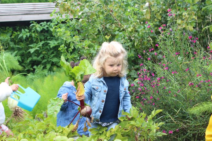 Kinderopvang Clara di Luna heeft eigen moes- en fruittuin waarin kinderen hun groenten en fruit zélf kweken en plukken. I-pads en televisie zijn er niet welkom