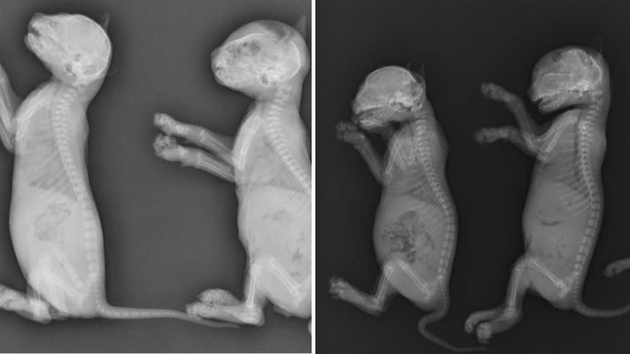 Dierenambulance Zorgteam Twente