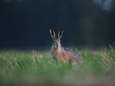 Boswachter Brabantse Wal: Duistere praktijken van stropersgilde