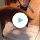 Hond laat zien hoe het moet