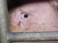 “Le (dé)goût des choses simples”: Herta accusée de maltraitance animale au sein de ses élevages