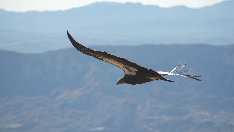 De Californische condor. Beeld 