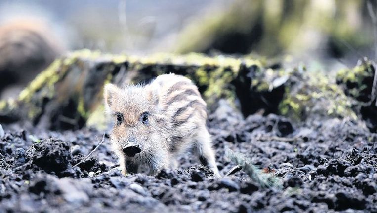 Een zwijntje van enkele dagen oud in een veld bij het Zuid-Duitse Ravensburg. Beeld afp