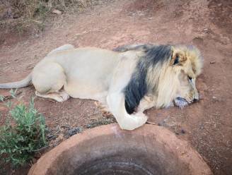Wie heeft Mufasa vermoord? Leeuw gruwelijk verminkt teruggevonden in Zuid-Afrikaans park, ook vier andere leeuwen vergiftigd