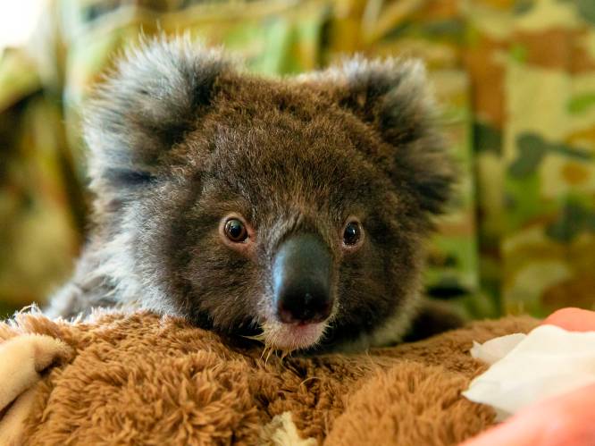 Petitie voor introductie koala's in Nieuw-Zeeland krijgt duizenden handtekeningen