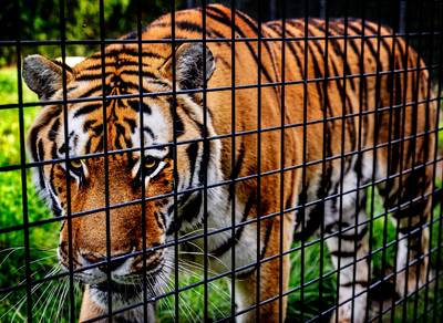 Two Siberian tigers flown from the Netherlands to Kazakhstan, where they will be given a gigantic reserve (and the task of mating)