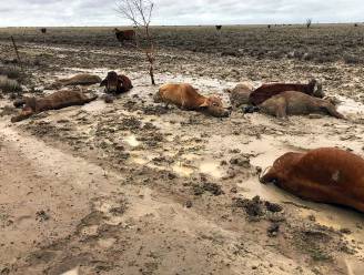 Hartbrekende foto’s tonen “zee van dood vee” in Australië: 300.000 runderen verdronken na recordregens