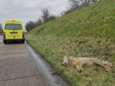 Un loup tué en bord de route dans le Limbourg: “C’est déjà la troisième fois”