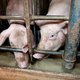 Voor boer Gerrit is varkens in megastallen proppen zijn lust en zijn leven