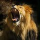 'Leeuwenkoning' Victor overleden in Antwerpse Zoo
