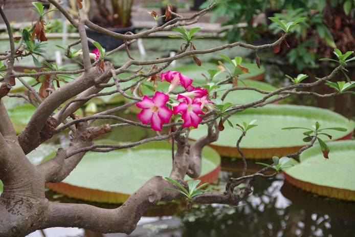 De botanische tuin Hortus in Leiden.