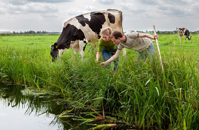 Boer en bioloog Peter Korver en RVV-projectleider Carolien Kooiman zoeken kenmerkende planten die groeien langs de boerensloot.