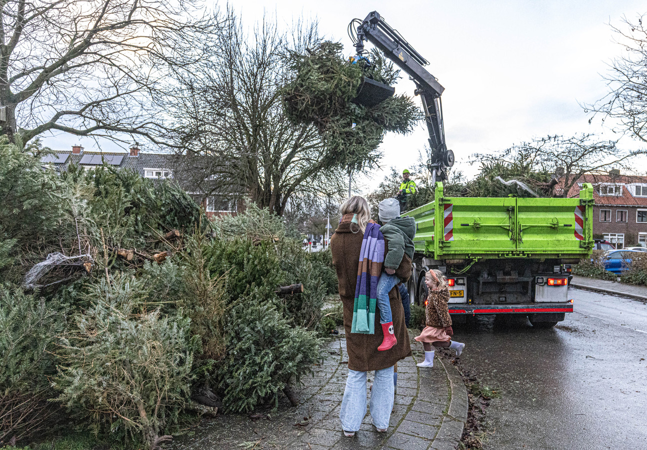 Aftuigen, inleveren of zelfs herplanten van de kerstboom wanneer en hoe doe ik dat? Foto