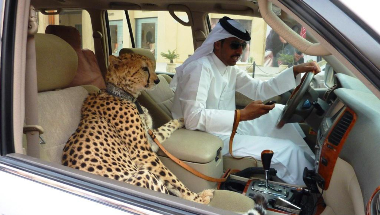 Wonderbaar Verbod op leeuw, cheeta en tijger als accessoire in Emiraten | De PH-79