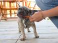 Hondje Marley (14 weken) test het menu bij beachclub Perry’s .