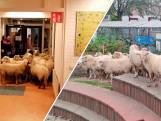 Bèh! Een kudde schapen in IKC De Abacus in Huissen