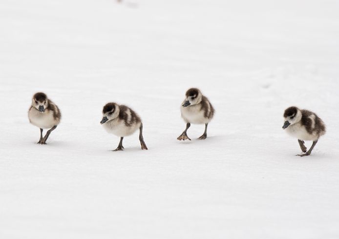 Een paar Nijlgans kuikens zijn aan de wandel in een besneeuwd park in Wiesbaden. Foto Fabian Sommer