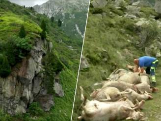 71 schapen storten van rotswand in Zwitserland: werden dieren aangevallen door wolven?