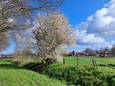 Het groene gebied tussen de Heumense Looistraat (op de achtergrond) en de snelweg A73 (links buiten beeld) is het beoogde bouwterrein voor de wijk Heumen-West.
