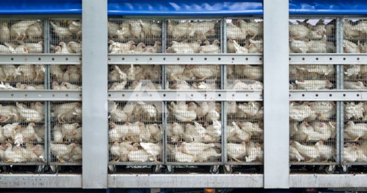 Controversial Transport of Live Animals: European Commission’s Proposal and Reactions