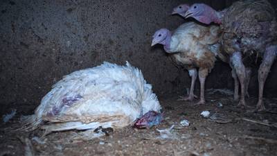 Animal Rights maakte undercoverbeelden in kalkoenstallen: “Dit is het ‘normaal’ van de commerciële kalkoenhouderij”