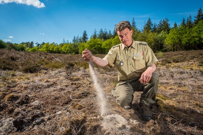 Boswachter Ger Verwoerd laat zien hoe droog het is op de Veluwe.