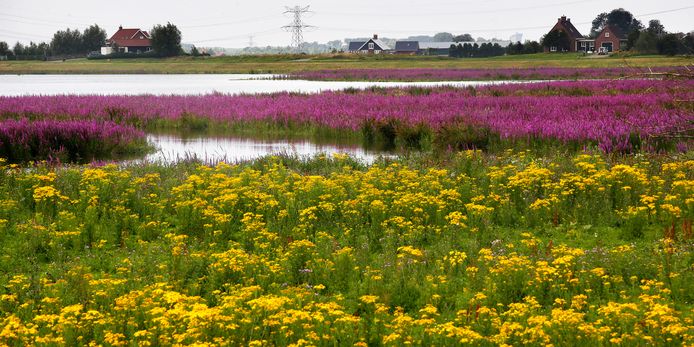 De Noordwaard in de Biesbosch in bloei. Dordrecht zoekt een Klimaatburgemeester, die anderen kan inspireren zich in te zetten voor een beter klimaat.
