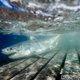 Oceanologen vinden hun heilige graal: broedplaats van grote witte haai