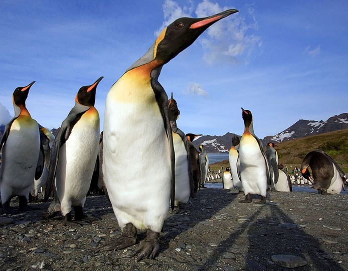 Pinguïns op South Georgia.