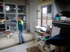 Nieuw asiel Eindhoven mogelijk zonder Dierenbescherming