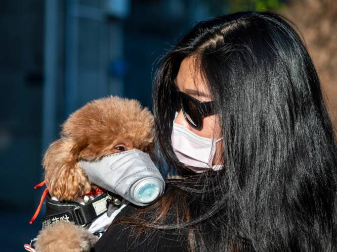 Eerste hond in quarantaine: Hongkong roept inwoners op om geen huisdieren meer te kussen