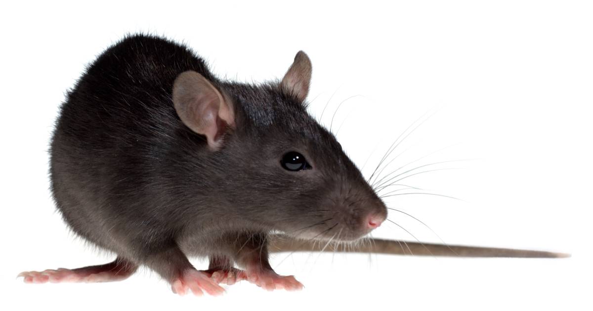 zwarte rat rukt op in deurne de peel ed nl