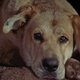 Waarom filmhonden zo vaak sterven