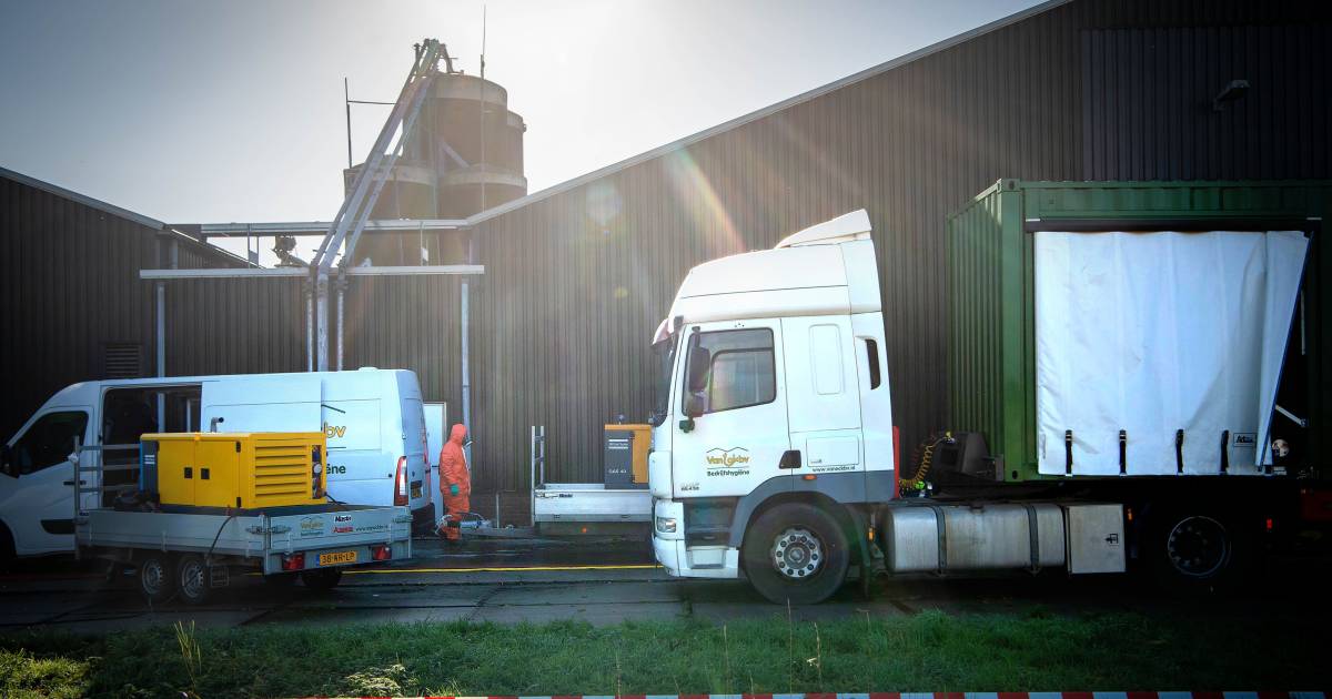 Grootste uitbraak vogelgriep ooit: 'Virus kan zich aanpassen en verspreiden tussen mensen' - BD.nl