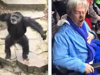 Ondeugende chimpansee bekogelt onfortuinlijke oma met uitwerpselen. Ouch!