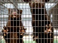 Twintigste nertsenbedrijf met corona vastgesteld, 12.000 dieren geruimd