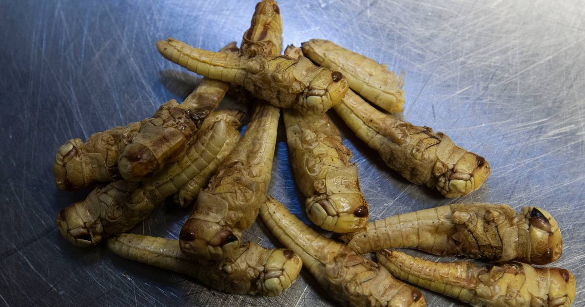 Bagels & Beans serveert broodje met insecten Rotterdam AD.nl