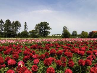 Pioenen kleuren de velden in Nieuwerkerken: kwekerij Graefwining organiseert opendeurdagen