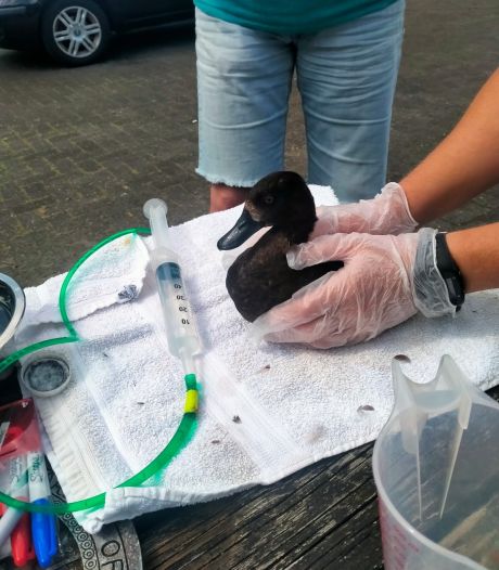 Reddingsactie zieke vogels uit Het Kristalbad: ‘Elk beestje dat we kunnen redden is voor ons een feest’