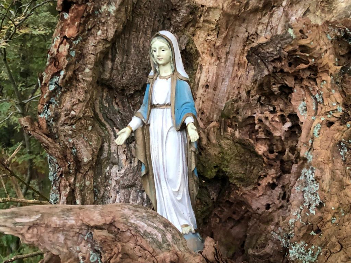 Het nieuw ontdekte Mariabeeld in een boom langs een pad op de Hezinger Es.