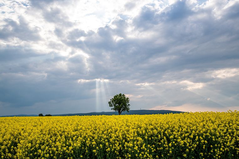 Een veld met koolzaad in Duitsland. Van koolzaadolie kan biodiesel worden gemaakt.  Beeld ANP / EPA