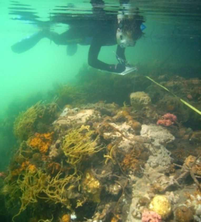 Een onderzoeker brengt, met watervaste stift, de biodiversiteit in kaart in een mariene meer. Beeld  