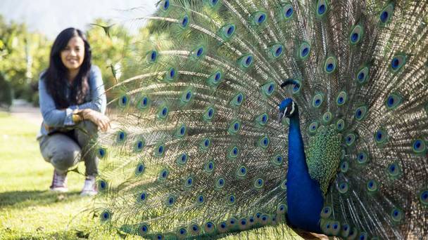 Animals Behaving Badly