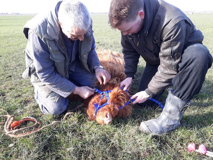Schotse hooglanders die losgebroken waren bij Baarland, zijn eindelijk verdoofd en gevangen.