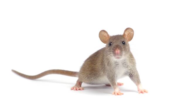 Dordrecht pakt groeiend rattenprobleem aan