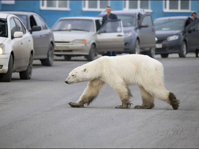 Uitgeputte ijsbeer duikt 1.500 kilometer van natuurlijke habitat op in Rusland