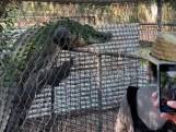 Bezoekers zien hoe grote krokodil plots over omheining klimt in dierentuin