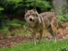 Zeven schapen dood in Nieuw-Vossemeer, boer verdenkt wolf: ‘Buik lag open’
