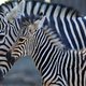 Experiment toont aan waarom zebra's gestreept zijn
