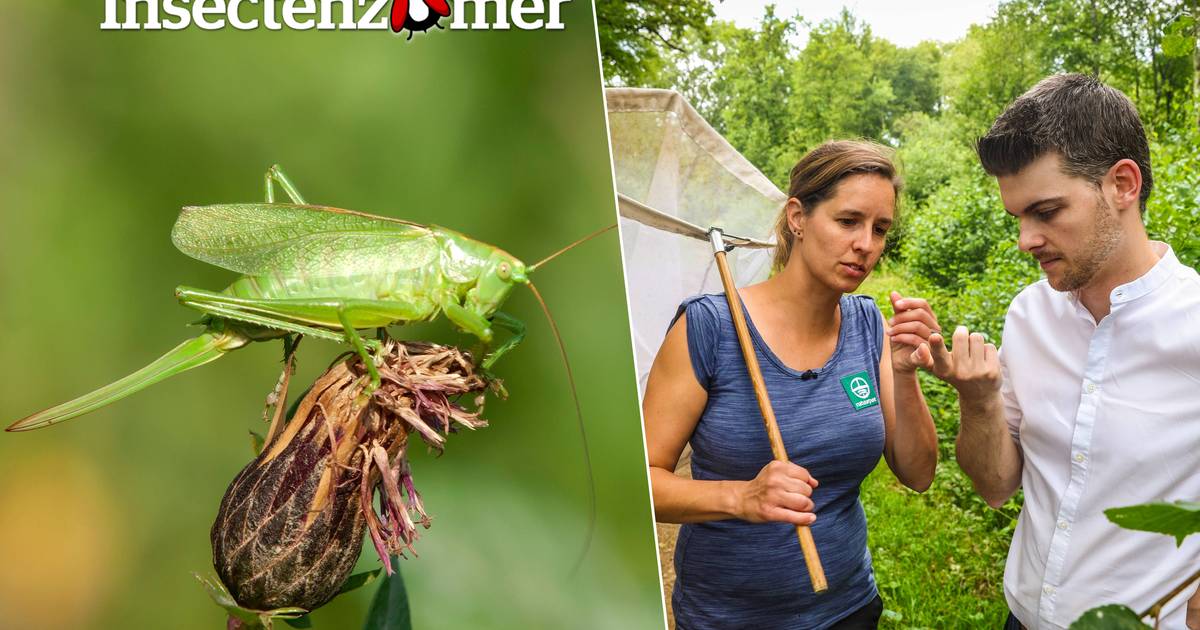 Kijk. Dit Is Een Van De Grootste Insecten Van België En Hij Kan Je Wel Eens  Stevig Bijten | Insectenzomer | Hln.Be